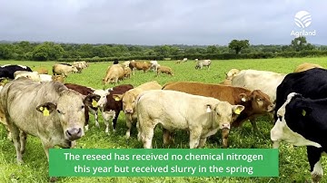 Red clover sward after 10 grazings and cut of silage