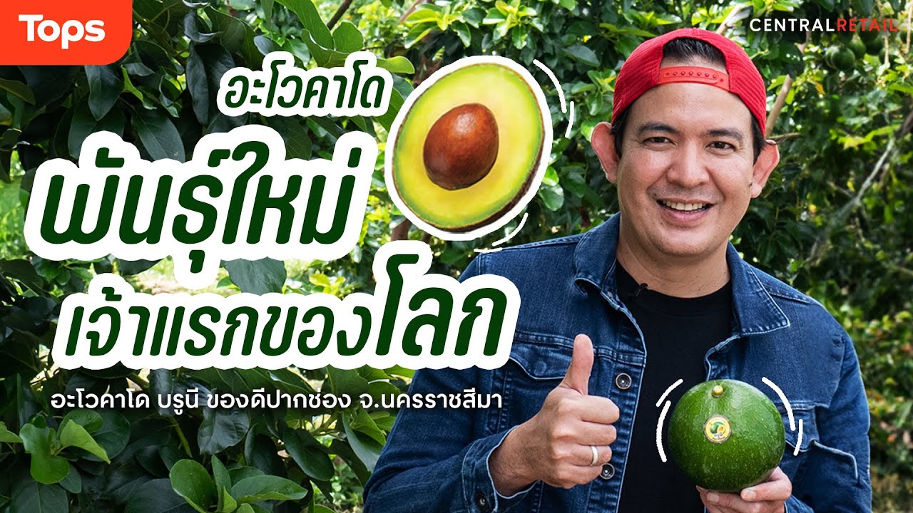 อะโวคาโดบรูนี ของดีโคราช อ.ปากช่อง ที่ 1 ปีมีให้ทานเพียงครั้งเดียว! l Tops Book อร่อยปักหมุด EP.38