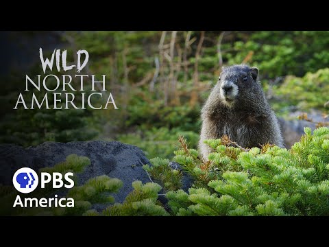 Wild North America: Under the Volcano