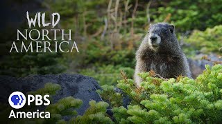 Wild North America - Under the Volcano (2018) | Full Documentary