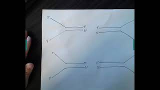 Determining Leading vs Lagging Strands based off of 5' and 3' ends.