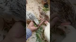 🤲9 Weeks old, chicks🐤 eating fodder🤲