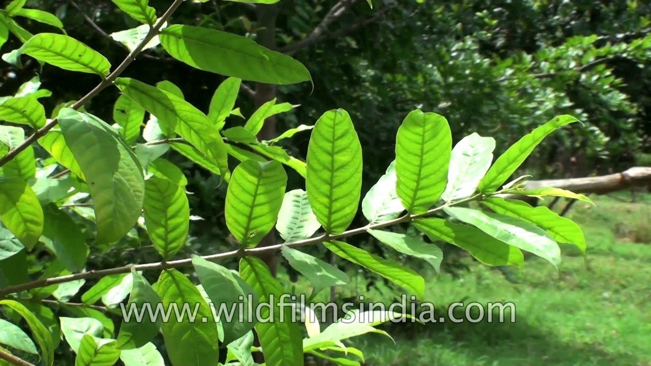 Kutaja or Wrightia tinctoria or Pala indigo plant A