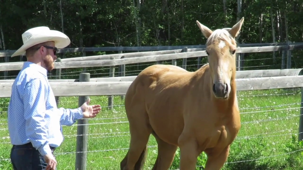 Introducing Pressure to Your Horse How to Set a Positive Tone for Your