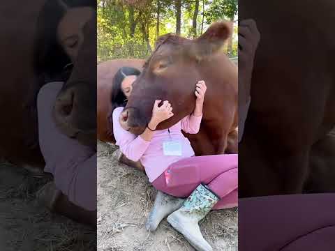 Brave Cows Escape Slaughter House In St Louis 