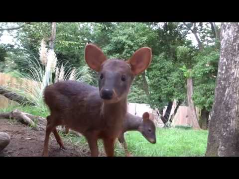 プーズー カメラが気になる 17 09 埼玉県こども動物自然公園 Saitamachildrenszoo Youtube
