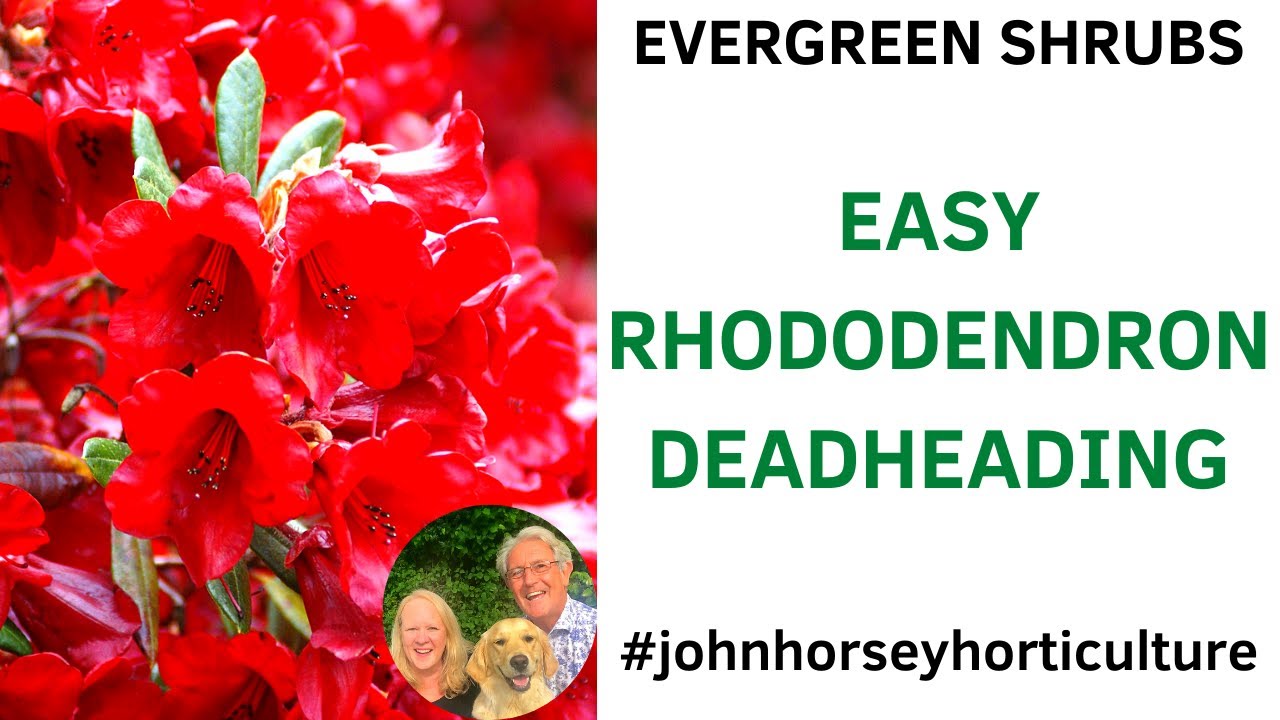 HOW TO DEADHEAD A RHODODENDRON BUSH DEADHEADING RHODODENDRON FLOWERS