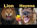 Lion Vs Hynena! शेर और लकड़बग्घे में सबसे खतरनाक कौन होता है? Most Dangerous animal in India!