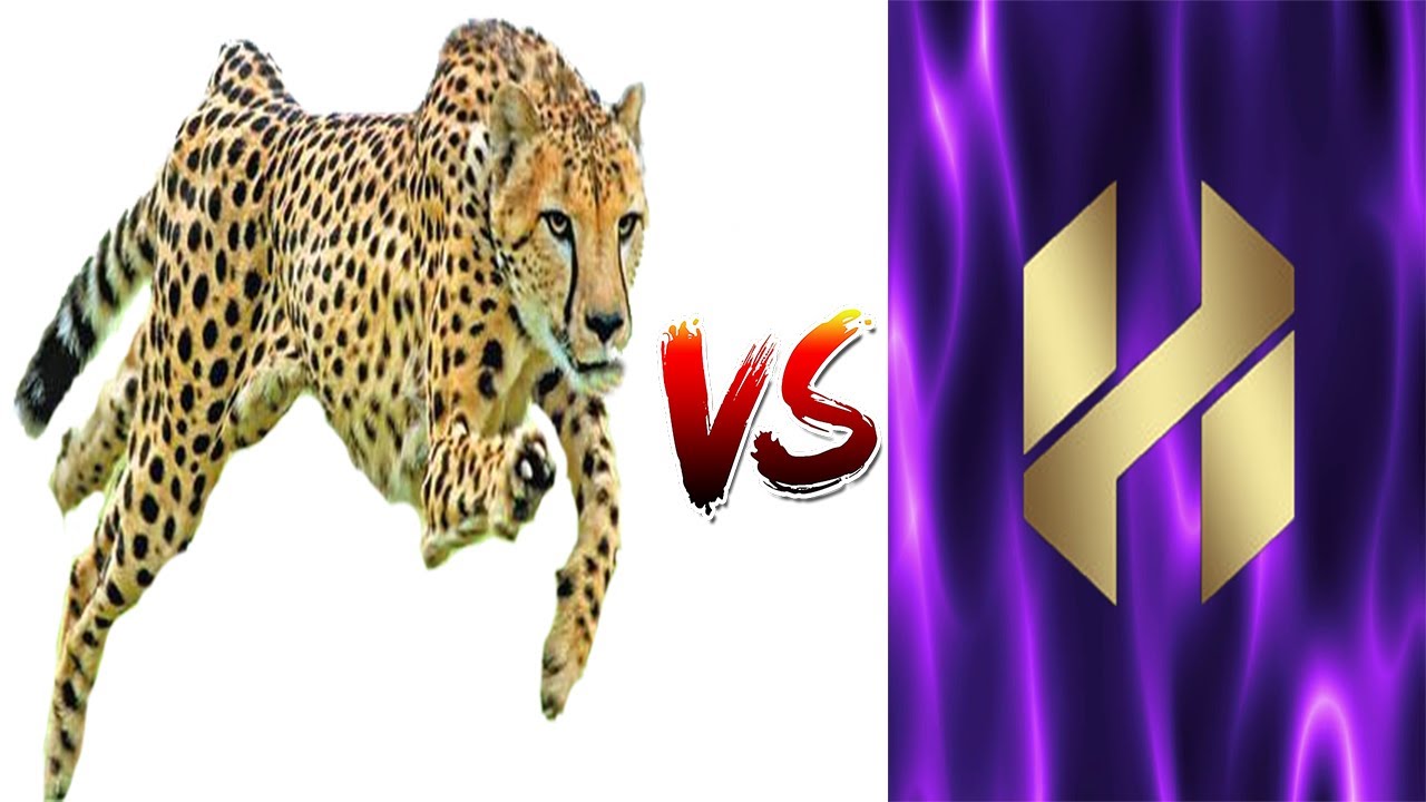 Cheetah Speed - YouTube