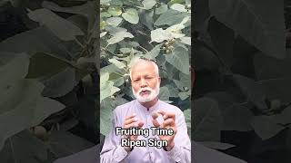 Ripen Signs | Fruit Plucking Time | Raw and ripe fruit | How to know ripen or raw | Katcha/Pakka |
