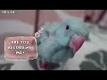 BABY INDIAN RINGNECK PARROT | INDIAN RINGNECK BABY Mp3 Song