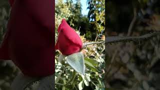 awesome blooming process of rose