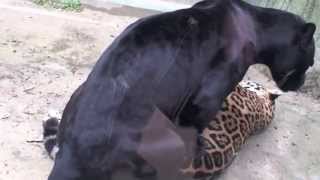 пантера трахает леопарда в одной клетке(, 2013-04-14T03:31:47.000Z)