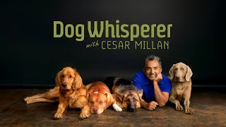Non-Stop Dog Whisperer with Cesar Millan *Watch Full TV Episodes and join our LIVE Chat