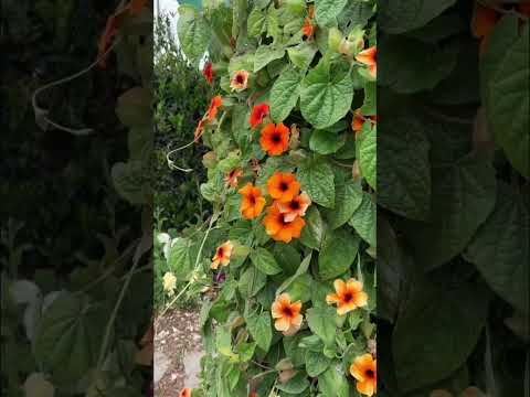 Black Eyed Susan Vine