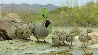 Gambel's Quail chicks the first 15 days of life! (Trail camera macro footage)