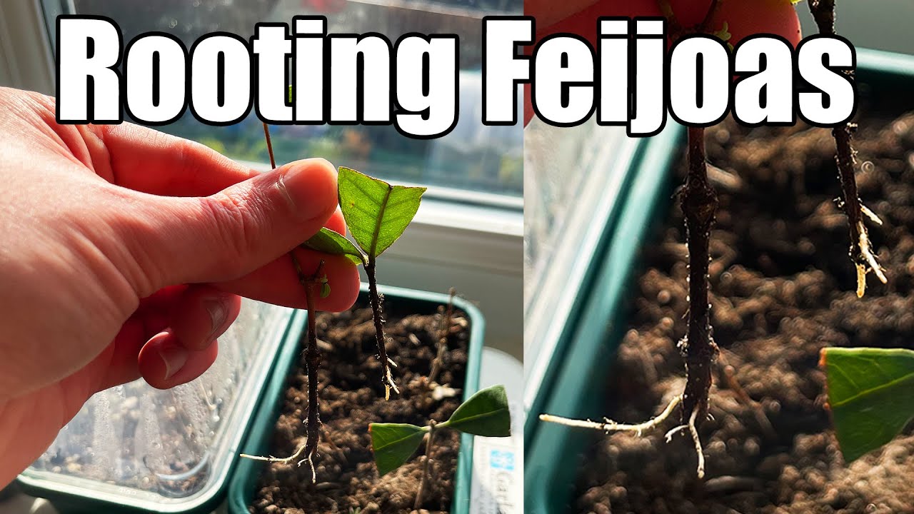 Укоренение ананасовых гуав/фейхоа — полный процесс с результатами