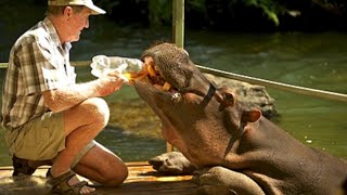 The Story Of The World's Friendliest Hippo