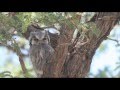 African Scops Owl Bird Call Bird Song