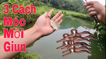 3 meest effectieve manieren om wormen als aas te gebruiken voor het vissen op tilapia