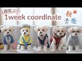 【犬服】チワプーの1週間コーデを組んだら可愛すぎた♪おすすめの秋冬服！！シーン別にご紹介【＃078】Coordination of dog clothes