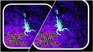 Scorpion Hunting with UV Flashlight