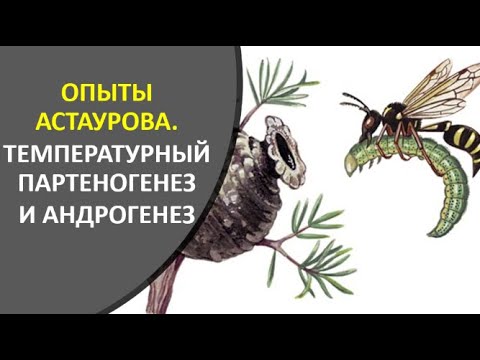 Видео: Что такое спорофитный апомиксис?