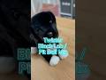 Twister Black Lab / Pit Bull mix is joining the Little Paws stock in tonight’s drop! 1  hour to go!!