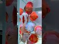 选择观赏鱼的开口粮,一定要慎重 #观赏鱼 #水族 #水槽台