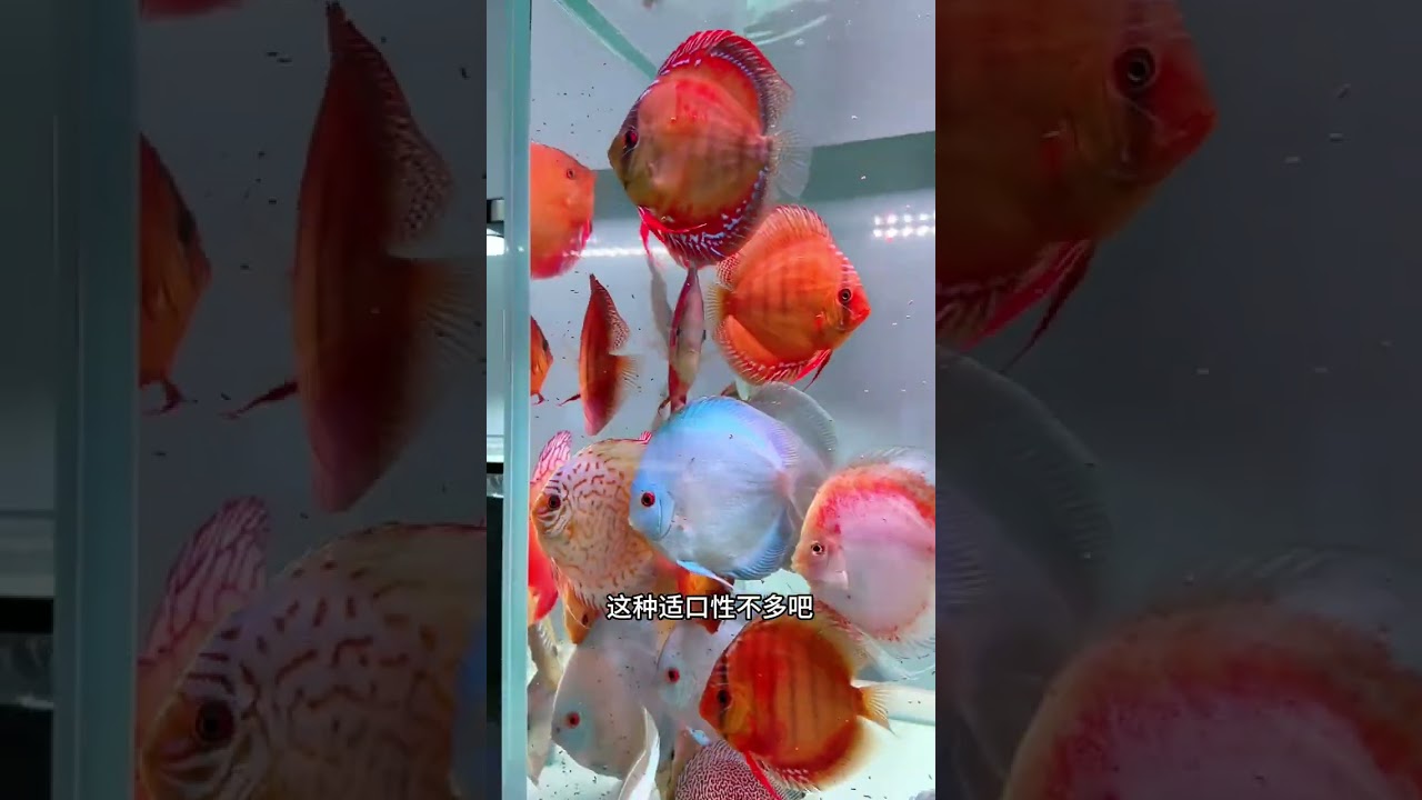 选择观赏鱼的开口粮,一定要慎重 #观赏鱼 #水族 #水槽台