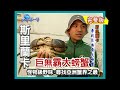 【斯里蘭卡】怪物級野味 巨無霸大螃蟹（海鮮至寶 吻仔魚／黃鰭鮪魚乾／）｜《世界第一等》81集小馬完整版