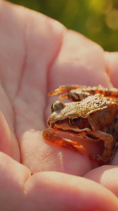 The Frog Prince: A Tale of Transformation