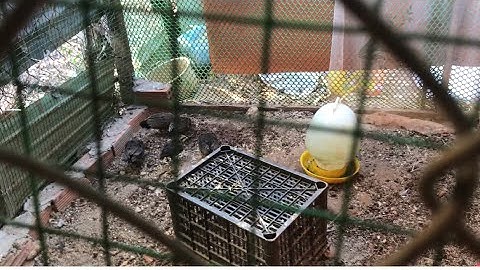 hướng dẫn nuôi rừng rặc con bắt ngoài rừng về sống 100%