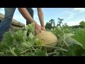 Cantaloupe - Harvesting