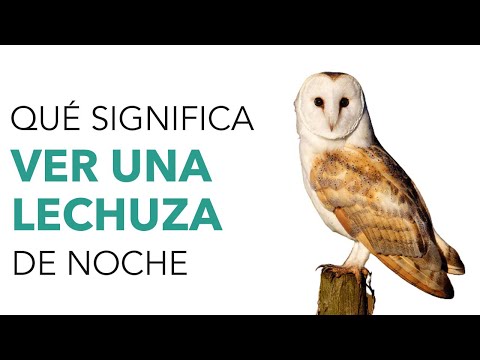 Que significa VER una LECHUZA de NOCHE o rondando tu CASA 🦉