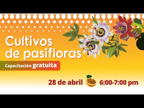 Cultivos de Pasifloras || Capacitación gratuita || Terra Zan
