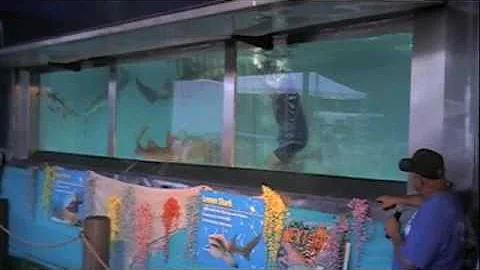 Casey In The Shark Tank