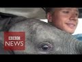 Baby elephant that \'flew\'