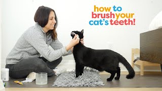 Successfully Brush Your Cat