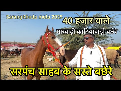 सरपंच साहब के मारवाड़ी काठियावाड़ी सस्ते बछेरे | SarangKheda Horse Mela 2025 update