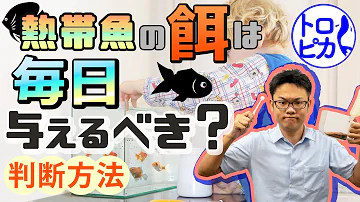導入3日目ブラックゴースト餌を食べるのか Mp3