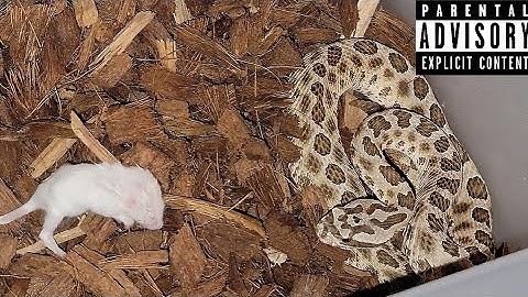 Baby Pit Vipers Live Feeding! Venomous Documentary
