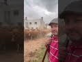 İNEK SÜRÜSÜ GELİYOR