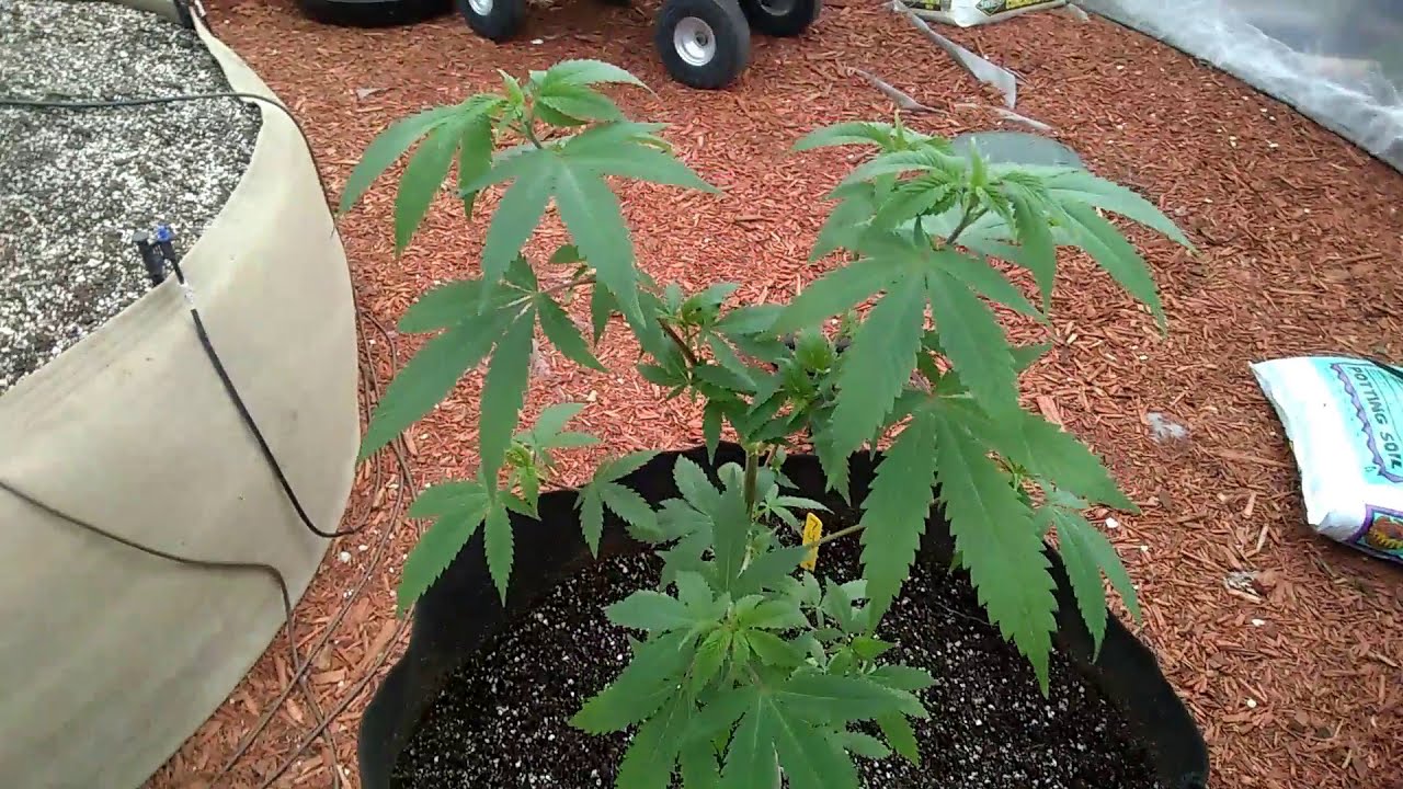 Suite Leaf Nutrients/ Tripz 88 #2 OUTDOOR GROW