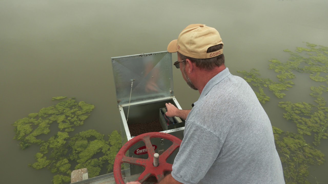 Holdenville Fish Hatchery Hybrid Bluegill Feeding YouTube