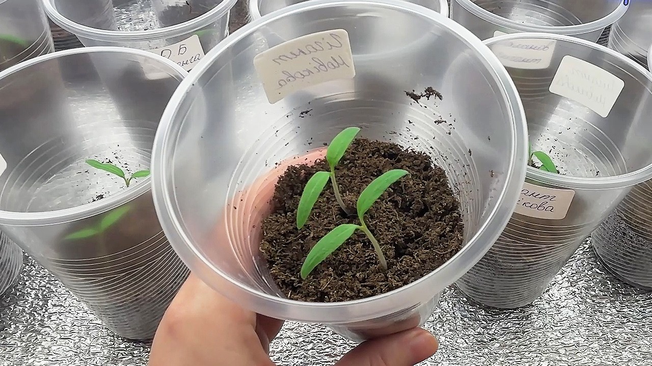 Роблю так завжди після сходів! Розсада не хворіє, не витягується, росте міцною!