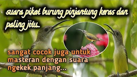 suara pikat & masteran pijantung || sangat ampuh@jahid channel