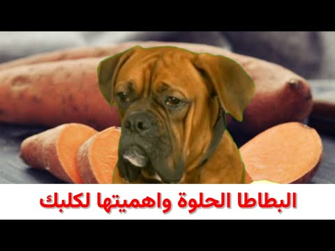 فيديو: هذه الحيوانات الأليفة 16 يمضغ على ذيولهم تجعلك ها ها ها ها