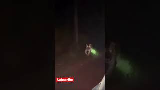 Tiger 🐅 walks towards car in mid night | Kerala Tiger Spotted in highway | #shorts #keralawildlife