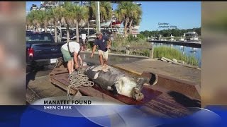 Officials uncertain how manatee found in Shem Creek died